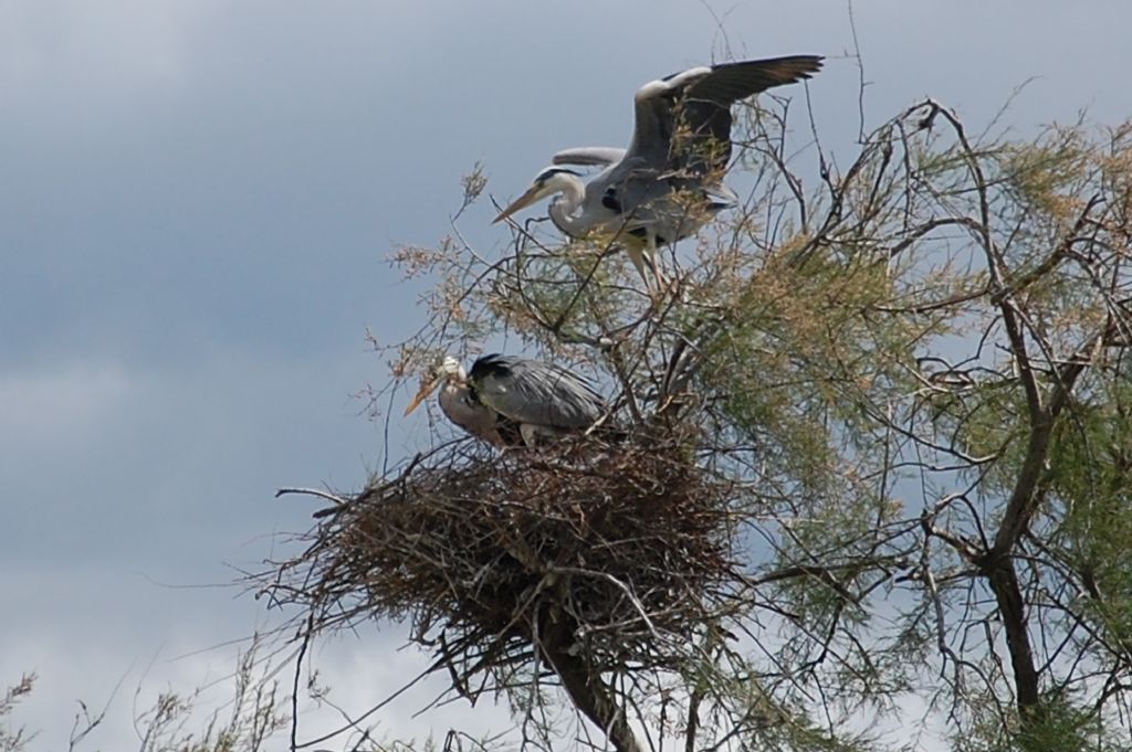 Uccelli della Camargue - 6 - Airone cenerino